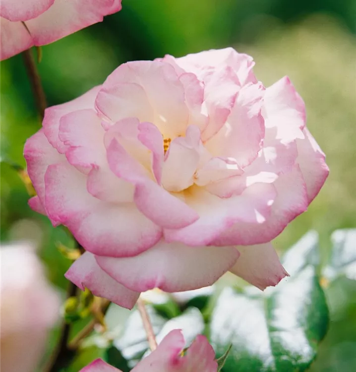 Strauchrose 'Händel'®