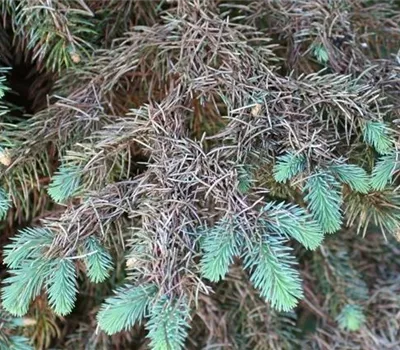 Blattläuse an Fichten und Tannen