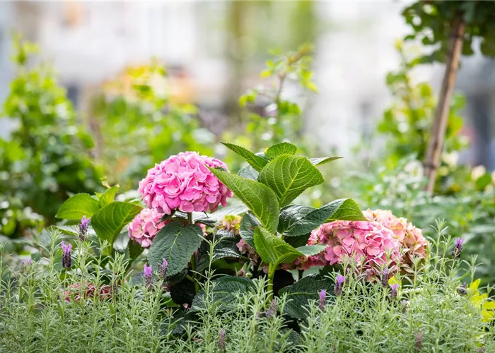 Bäume und Sträucher – eine attraktive Alternative zu Blumen