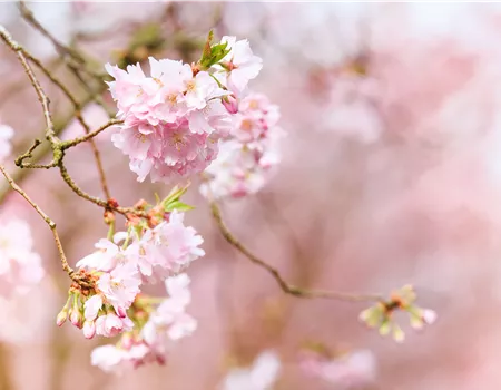 Pflanzen im Frühling – Frühblüher für Kübel, Kasten und Beet