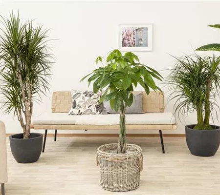 Die Glückskastanie – der asiatische Glücksbringer