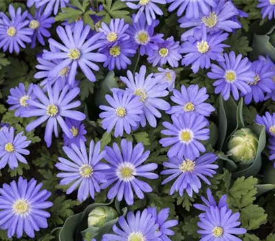 Anemonen – zarte Windröschen im Garten