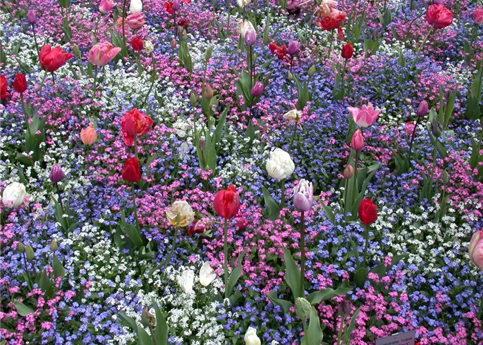 Die Frühblüher – Stars und Sternchen im Frühling