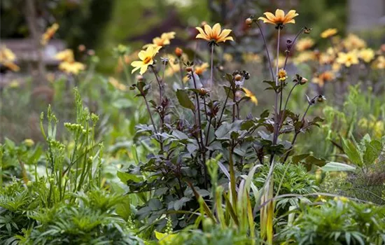 Der Boden im Blumenbeet: Vorbereitung und Pflege