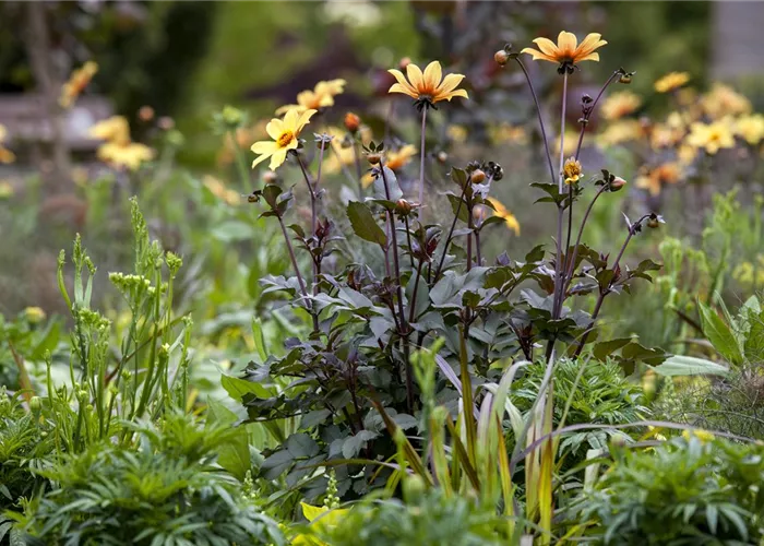 Der Boden im Blumenbeet: Vorbereitung und Pflege