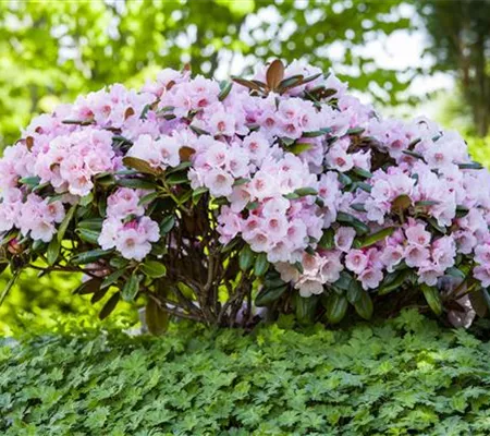 Der Rhododendron – der Strauch mit den prächtigen Blüten