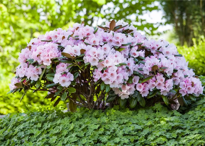 Der Rhododendron – der Strauch mit den prächtigen Blüten