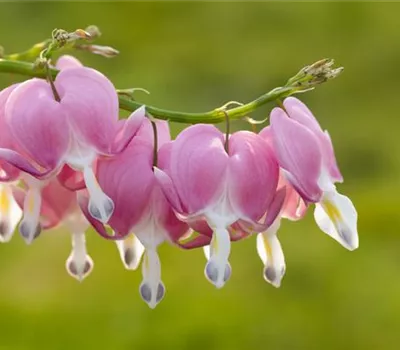 Pflanzen, die dauerhaft für einen schönen Anblick sorgen Pflanzen, die dauerhaft für einen schönen Anblick sorgen