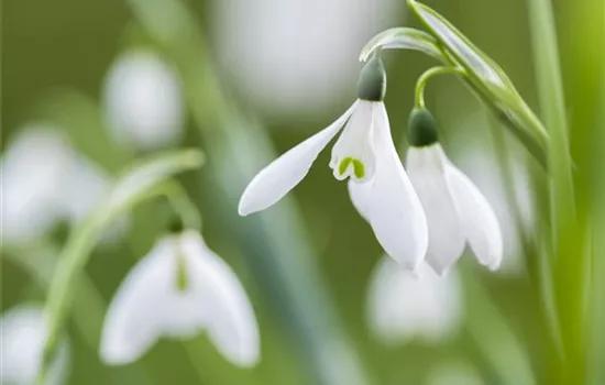 Schneeglöckchen richtig pflanzen