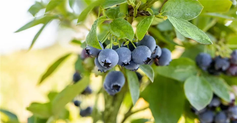 Vaccinium corymbosum 'Blue Jay'