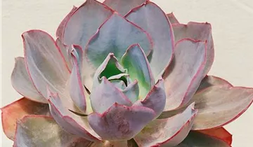 Zum Vergrößern klicken Bildvorschau