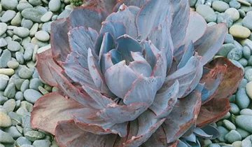 Zum Vergrößern klicken Bildvorschau