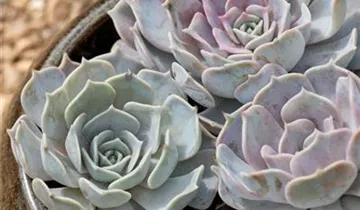 Zum Vergrößern klicken Bildvorschau