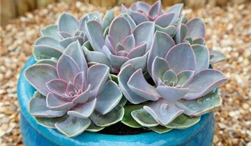 Zum Vergrößern klicken Bildvorschau