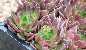 Zum Vergrößern klicken Bildvorschau