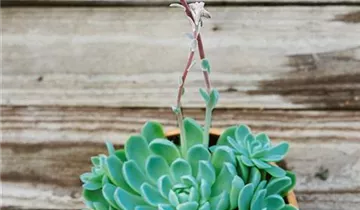 Zum Vergrößern klicken Bildvorschau