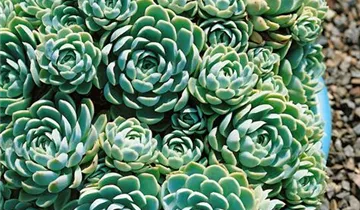 Zum Vergrößern klicken Bildvorschau